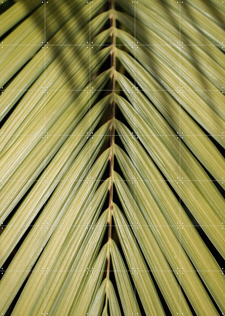 IXXI Tropical, Henrike Schenk - 100 x 140 cm - Gratis ophangtool - Grote wanddecoratie en posters - Kleurrijk, Fotografie, Naturalisme, Slaapkamer