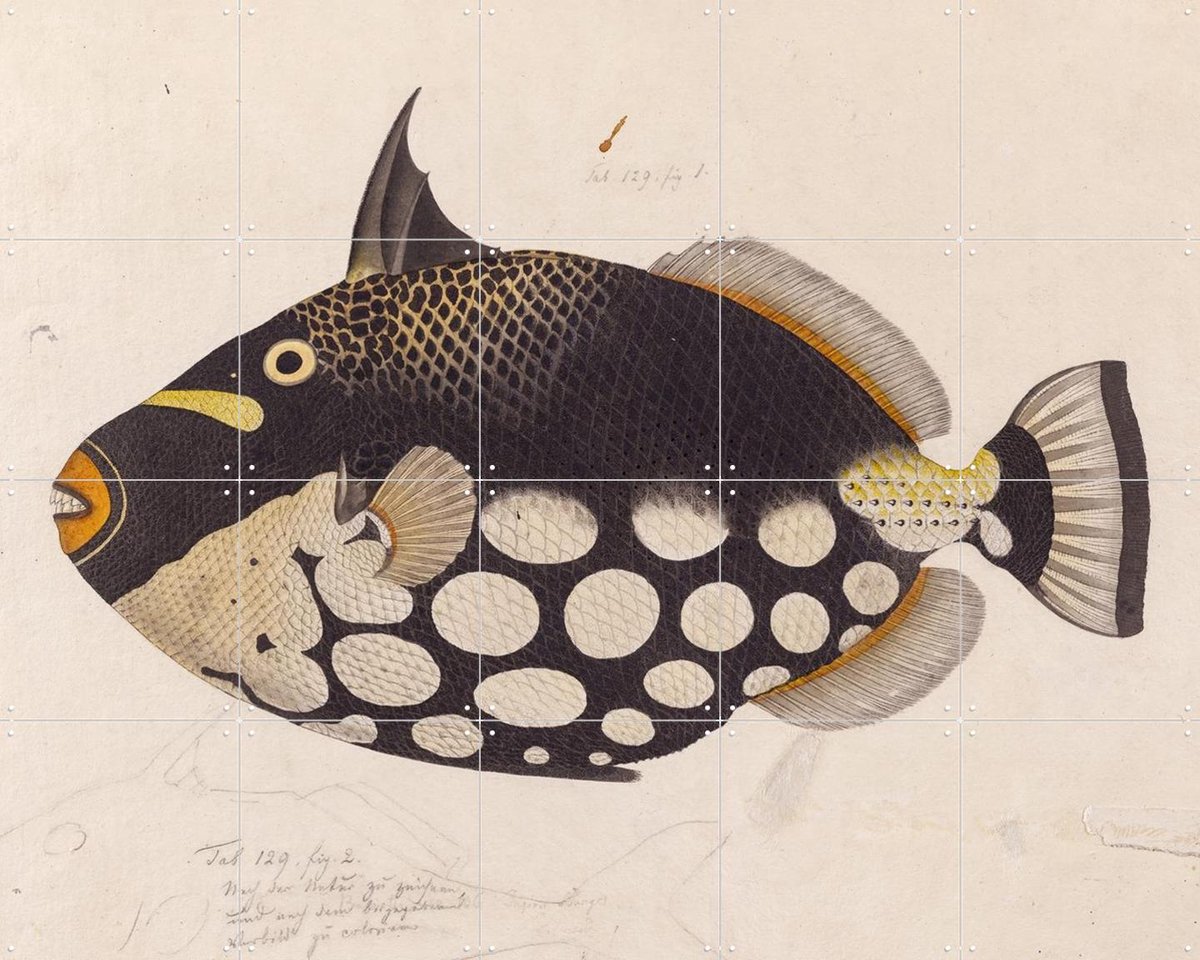 IXXI Black Fish, Kawahara Keiga & Naturalis - 100 x 80 cm - Gratis ophangtool - Grote wanddecoratie en posters - Realisme, Vintage, Naturalisme