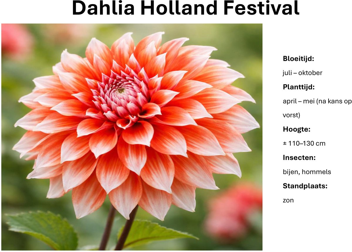 Dahlia knollen - Holland Festival - Oranje/zalmkleurige Dahlia - 3 knollen