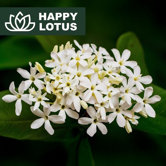 Close-up van een tros witte jasmijnbloemen met groene bladeren.