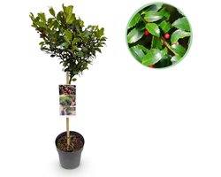 Green boutiQ - Tuinplant - Ilex meserveae Blue Maid - Plant op stam - Terras Plant - Bladverliezend - Weinig Onderhoud - Pot 19cm Hoogte 90cm