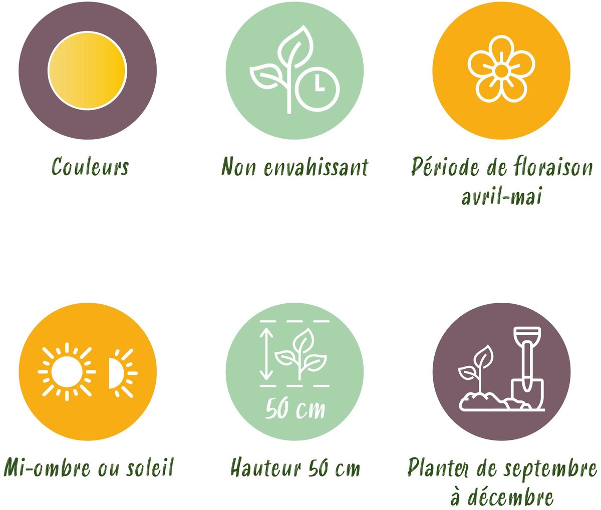 Green boutiQ - 12x Tulipa Vendeeglobe - Tulp Vendeeglobe - Geel - Voorjaarsbloeier - Bolmaat 11/12
