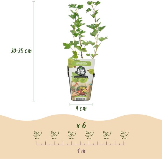 Een kruisbesplant van 30-35 cm hoog in een pot van 9 cm, met schaalverdeling van 1 meter en "x6".