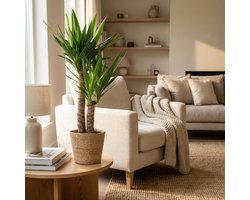 Green boutiQ - Kamerplant - Yucca (Palmlelie) - Yucca Elephantipes - Groen - Weinig onderhoud - 1 Plant - met Mand - Pot 21cm - Hoogte 80 - 95cm
