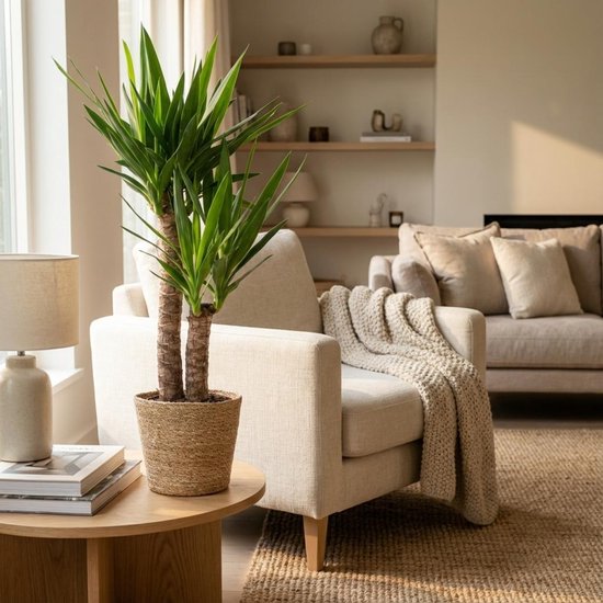 Green boutiQ - Kamerplant - Yucca (Palmlelie) - Yucca Elephantipes - Groen - Weinig onderhoud - 1 Plant - met Mand - Pot 21cm - Hoogte 80 - 95cm