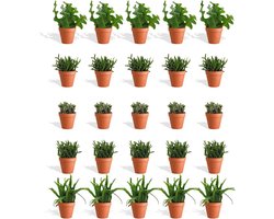 Rhipsalis Mix 20 stuks in terracotta pot – hangende vetplanten 5,5 cm – hoogte 8-15 cm – kamerplanten voor indirect licht