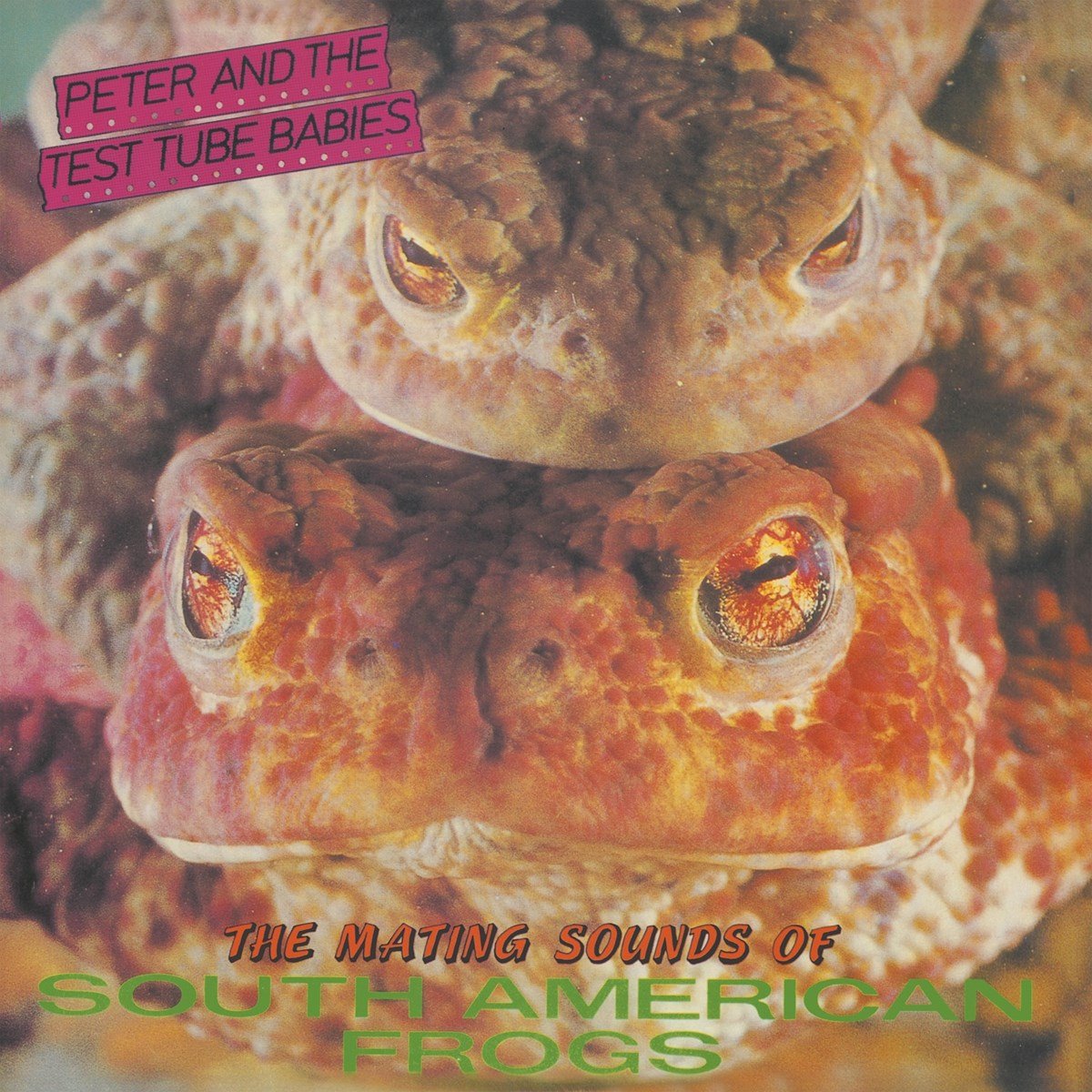 The Mating Sounds of the South American Frogs