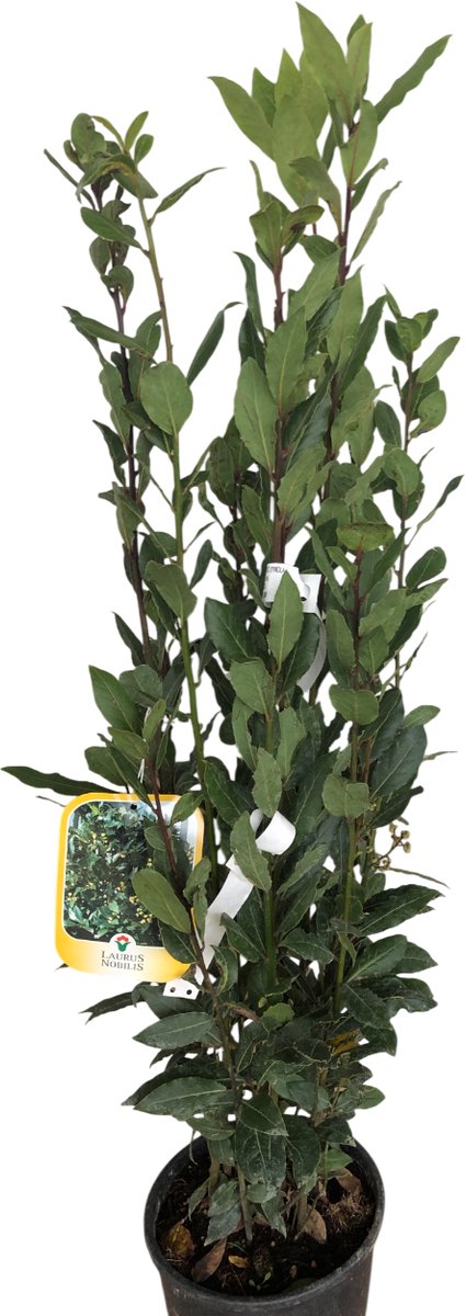 Laurus nobilis - Laurierstruik - 60-80 cm in pot
