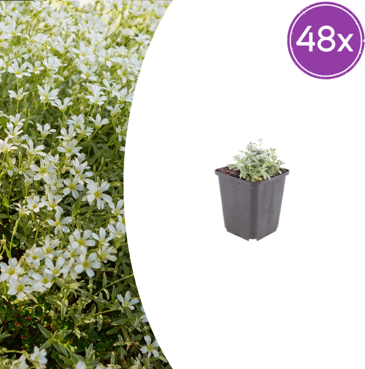 48 Stuks Sneeuwkruid, Witte Bloementjes, Bodembedekker, borderplant, Cerastium tomentosum - 10-25cm - Ø9cm