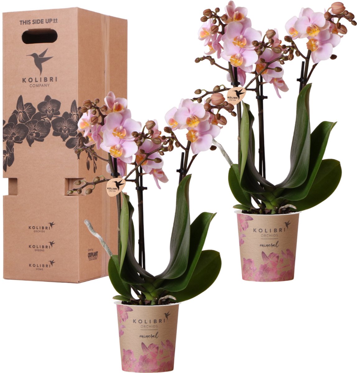 Kolibri Orchids - Surprise box mix - planten eenkleurig voordeel box - verrassingsbox met 2 orchideeën Ø9cm - vers van de kweker