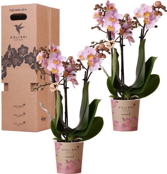 Kolibri Orchids - Surprise box mix - planten eenkleurig voordeel box - verrassingsbox met 2 orchideeën Ø9cm - vers van de kweker