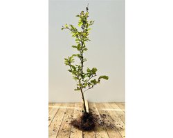 Beukenhaag Planten - Roodbladige Bomen - Tuin Afscheiding - Winterhard Snelgroeiend - Wortelgoed - Roodgroen Blad