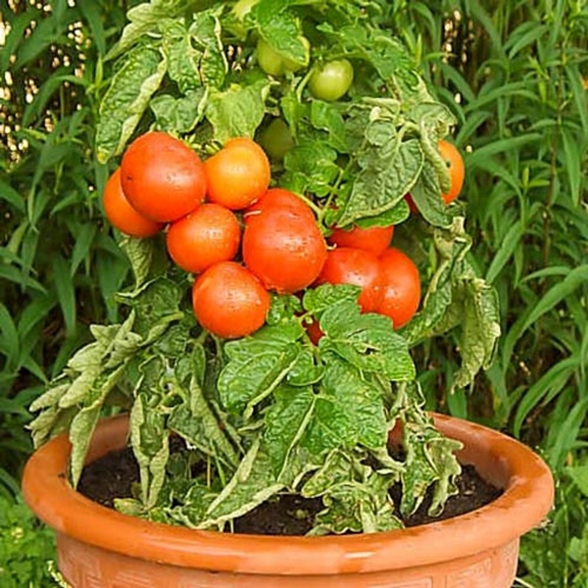 Tomaten zaden - Pottomaat Rotkappchen