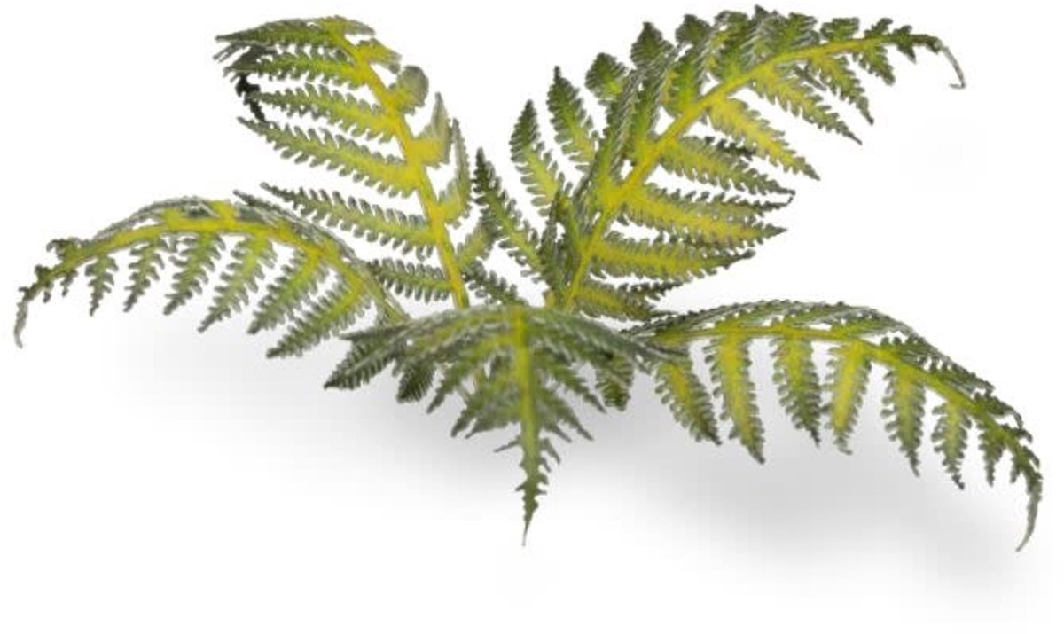 Laser Plants - Bracken