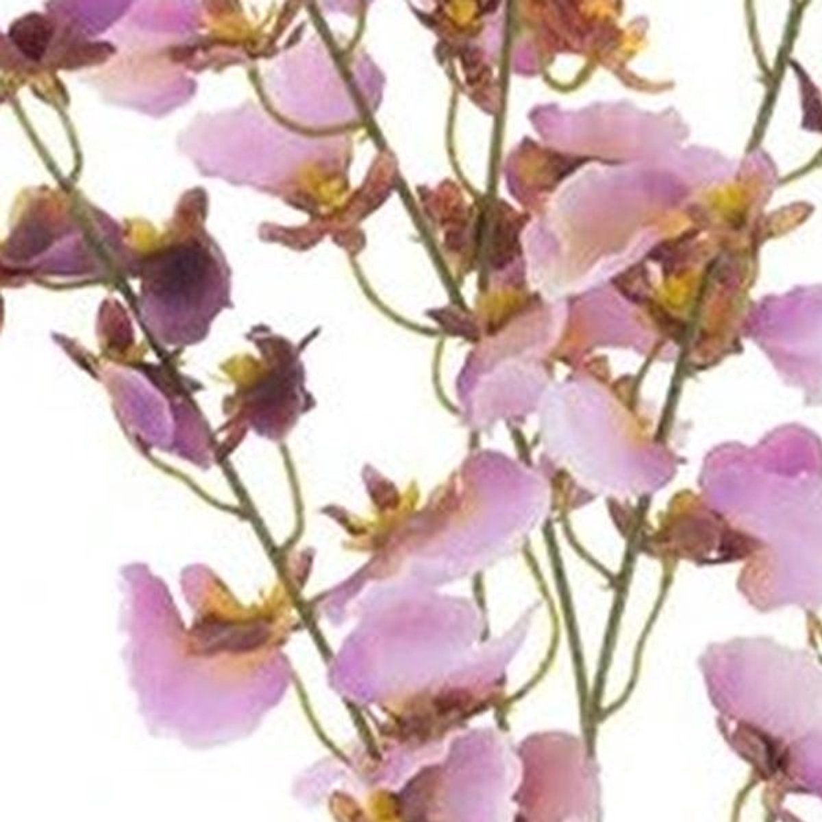 Erutan avon - Oncidium orchid spray lavender 93 cm