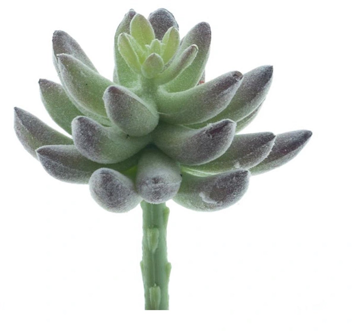 Erutan avon - Succulent pick Guanita flocked green 13 cm