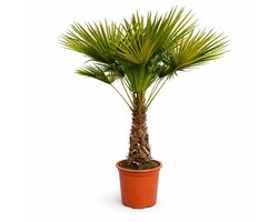 Palmen-Stunt - Trachycarpus Fortunei - palmboom - hoogte 150/170cm - 15L pot - Stamhoogte 40/50cm - winterharde palmbomen voor buiten