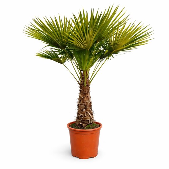 Trachycarpus Fortunei palm met groene bladeren en ruwe stam in oranje kweekpot.