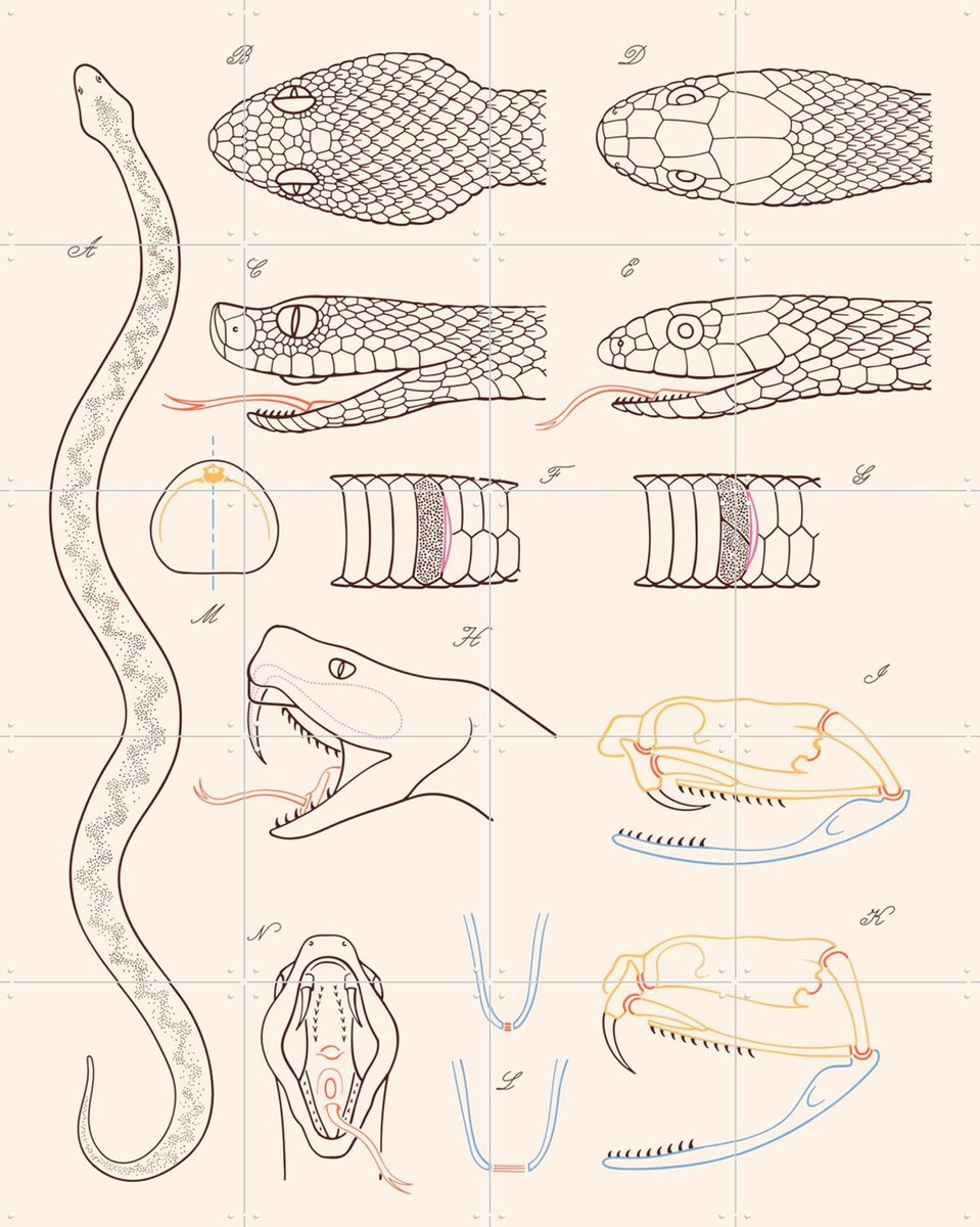IXXI Serpent - Anatomie, Aster Edition - 80 x 100 cm - Grote wanddecoratie en posters - Line art, Technische Tekening, Illustraties, Woonkamer, Wilde Zwart / Lichte tinten