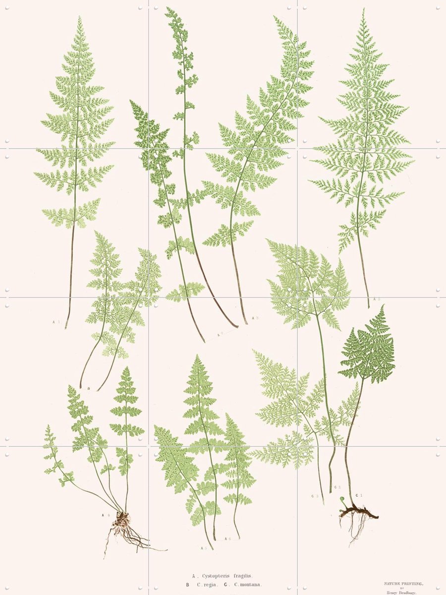 IXXI Ferns, Aster Edition - 60 x 80 cm - Gratis ophangtool - Grote wanddecoratie en posters - Vintage, Illustraties, Planten, Natuur, Botanisch