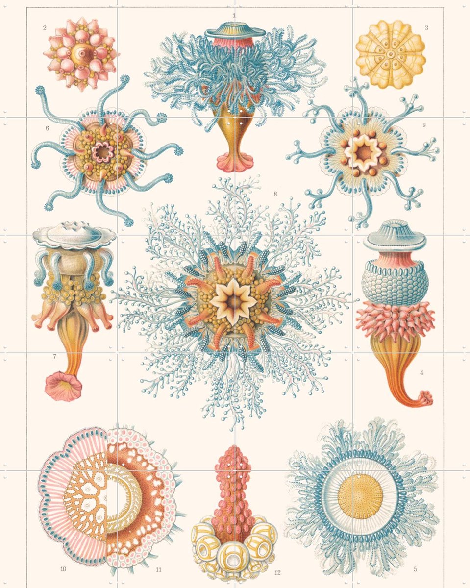 IXXI Hydromedusen, Aster Edition - 80 x 100 cm - Gratis ophangtool - Grote wanddecoratie en posters - Kleurrijk, Illustraties, Vintage, Houtsnede