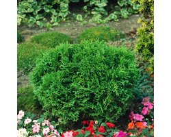 Plants Online BV - Planten - Haagplanten - Coniferen - Tuinplanten - Sier coniferen - Set van 1 - Westerse levensboom 'Tiny Tim'