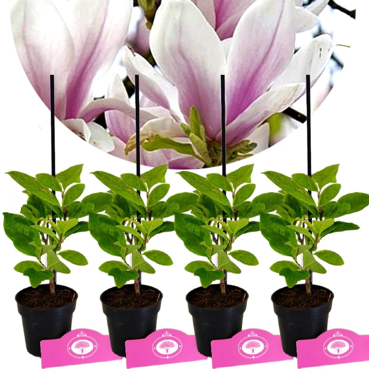Set Van 4 Magnolia soulangeana 'Lennei' - Beverboom - 9cm pot
