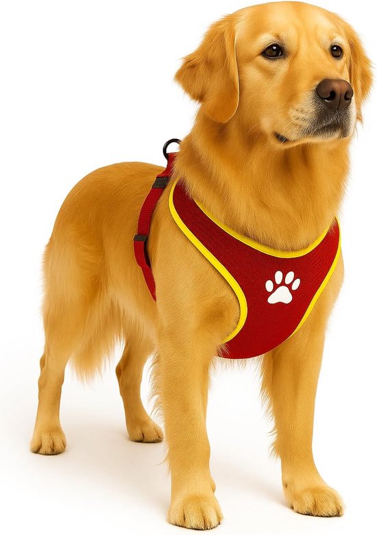 Golden retriever draagt een rood hondentuig met gele biezen.