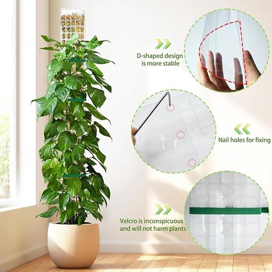 Hoge plant in pot met transparante mosstok, ondersteund door groene klittenbandsluitingen. Details tonen D-vorm, nagelgaten en klittenband.