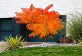 Rhus typhina 'Tiger Eyes' boom met feloranje bladeren, 50 cm hoog.