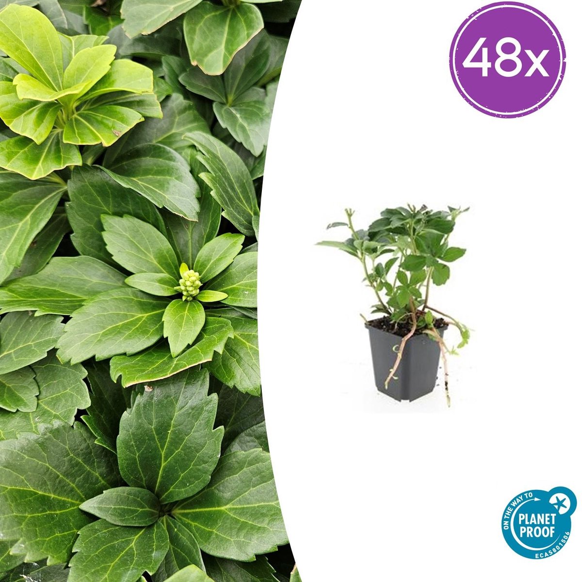 Tuinplantenshop.com | Pachysandra terminalis | 48 stuks - Ø9cm - 10-25cm hoog - Tuinplant