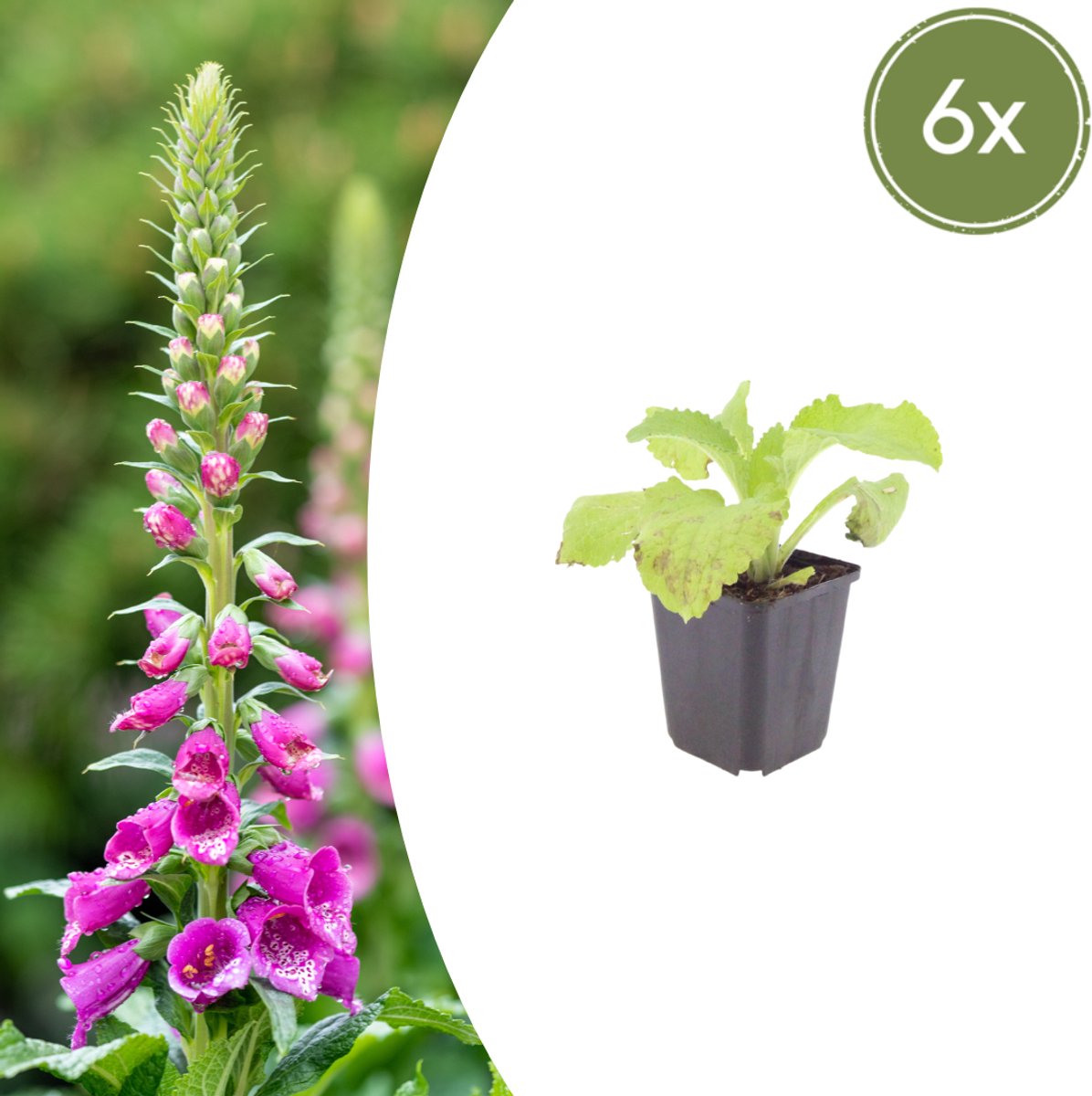 Tuinplantenshop.com | Digitalis purpurea | 6 stuks - Ø9cm - 10-25cm hoog - Tuinplant
