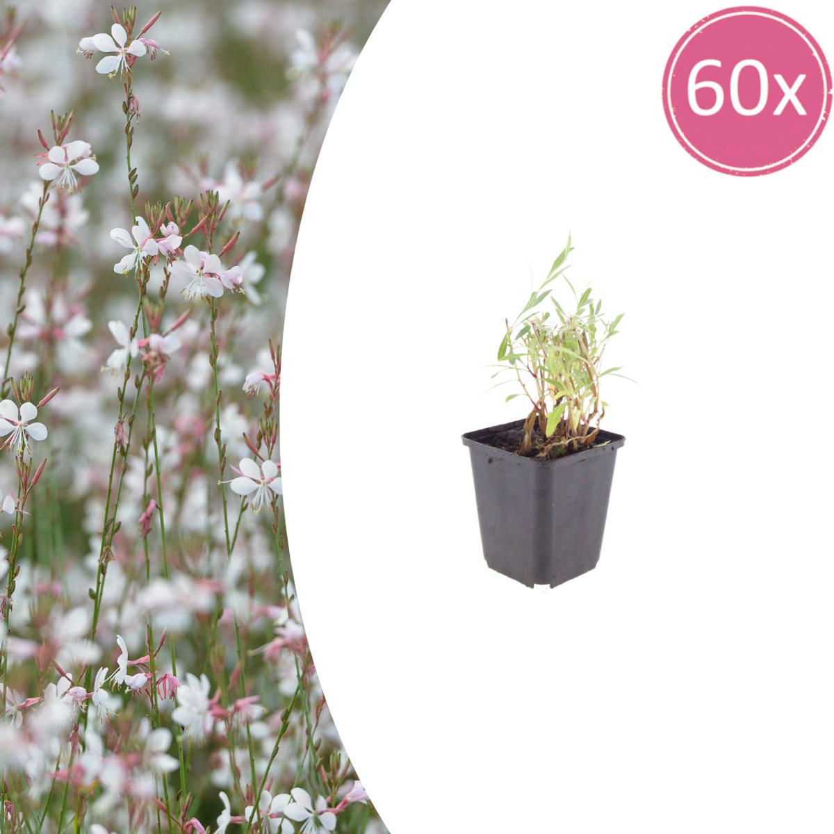 Tuinplantenshop.com | Gaura lindheimeri | 60 stuks - Ø9cm - 10-25cm hoog - Tuinplant