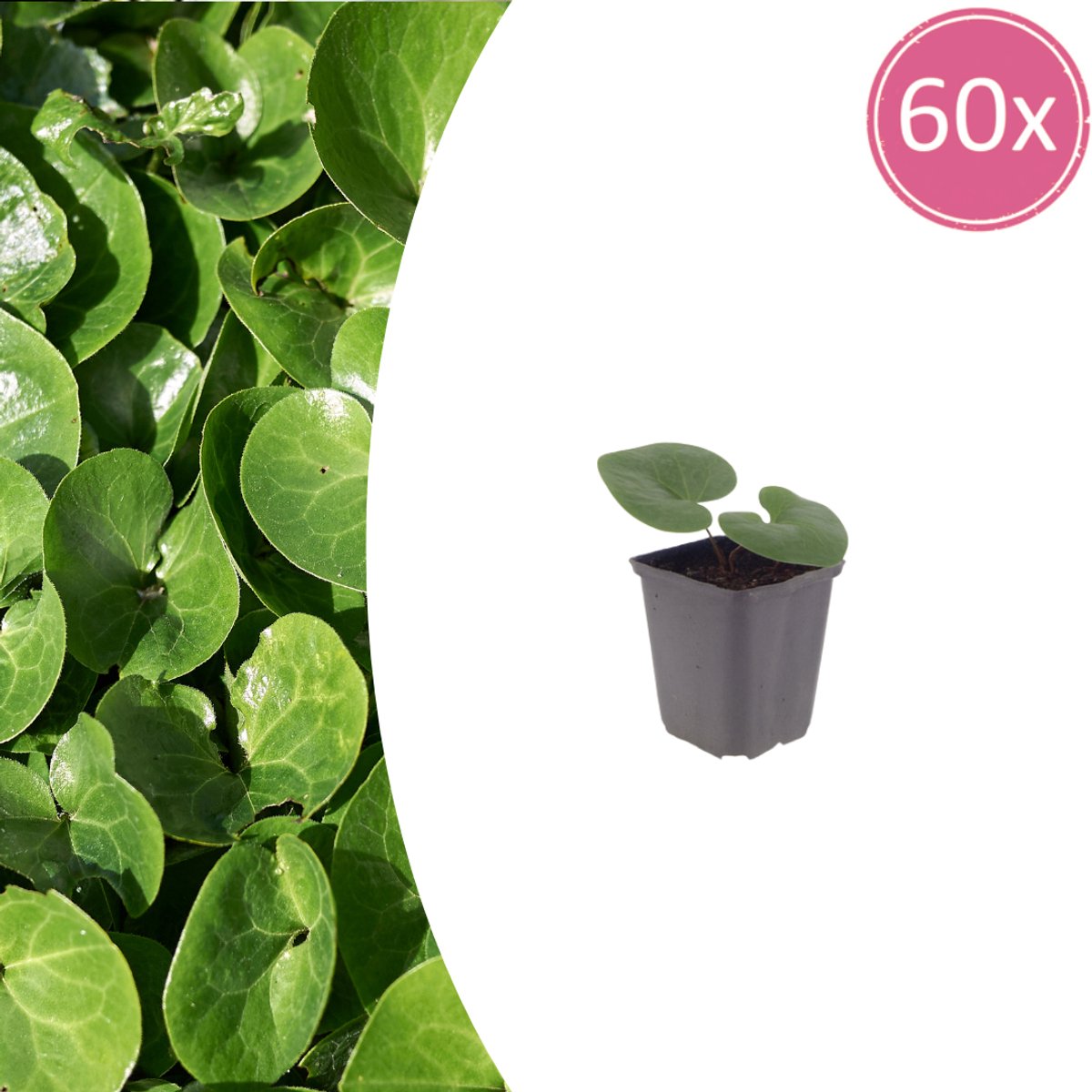 Tuinplantenshop.com | Asarum europaeum | 60 stuks - Ø9cm - 10-25cm hoog - Tuinplant