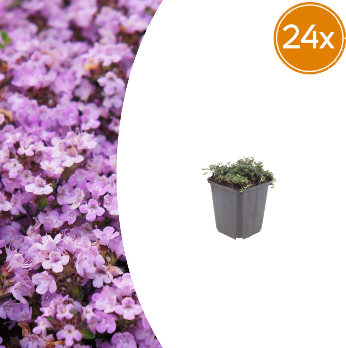 Tuinplantenshop.com | Thymus praecox 'Purple Beauty' | 24 stuks - Ø9cm - 10-25cm hoog - Tuinplant