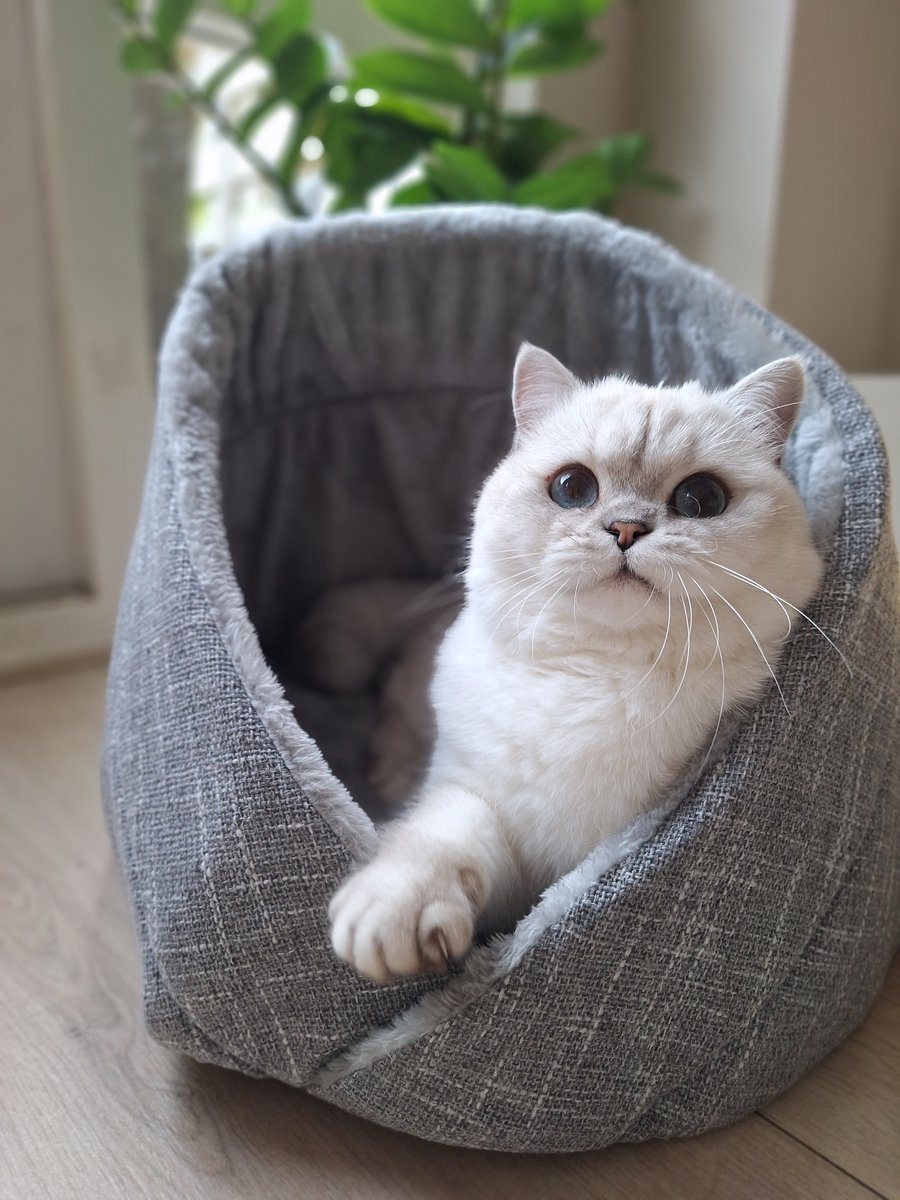 Momo kattenbed - makkelijk schoon te maken - perfect voor katten – foto 5