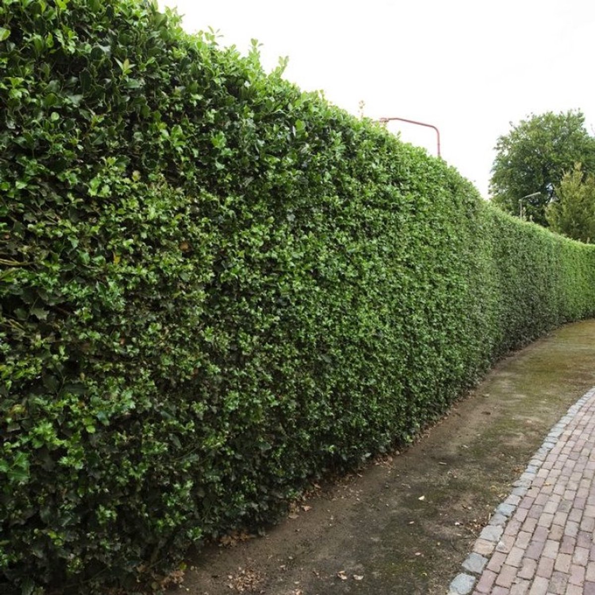 Plants Online BV - Planten - Tuinplanten - Heesters - Set van 1 - Gewone hulst