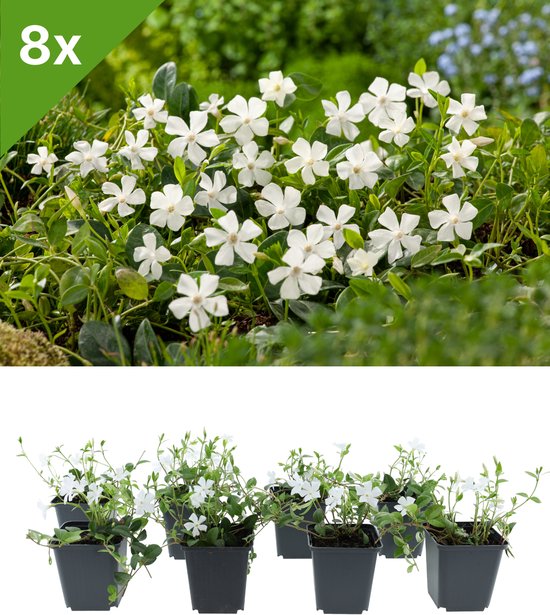 GARDENZO - Vinca minor 'Albus' (Witte Maagdenpalm) set van 8 bodembedekkers voor 1 m2