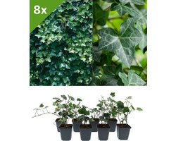 GARDENZO - Hedera hibernica (Klimop) set van 8 bodembedekkers voor 1 m2