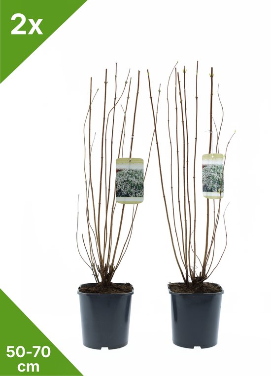GARDENZO - Deutzia scabra (Bruidsbloem) in 2 liter pot - 50-70 cm set van 2