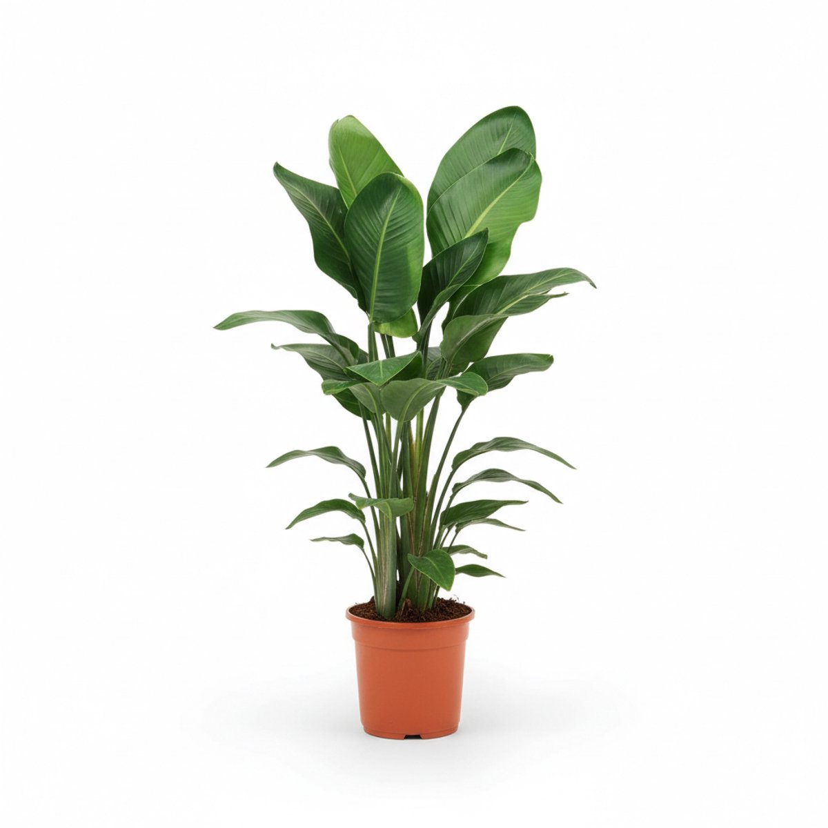 Strelitzia nicolai P kamerplant
