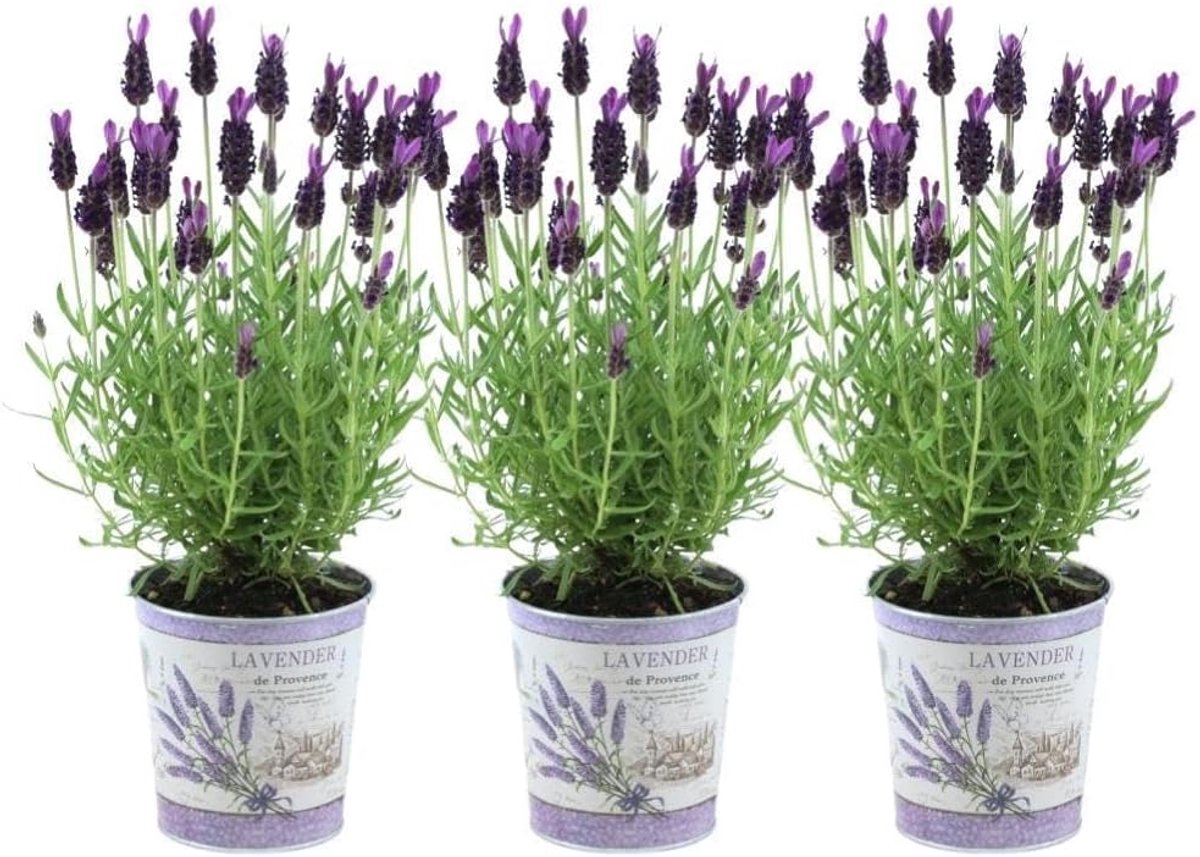 Lavendelpotten Set - Kruidenpotten Buiten - Terras Aankleden - Compacte Groeiwijze - D13 Cm