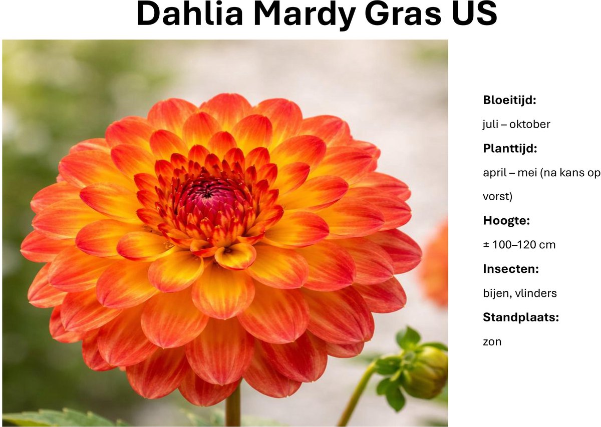 Dahlia knollen - Mardy Gras US - Oranje Dahlia - 3 knollen