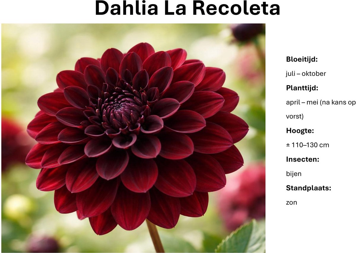 Dahlia knollen - La Recoleta - Zwartrode Dahlia - 3 knollen