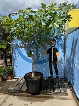 Sunny Tree - Vijgenboom - Boom - Ficus Carica Cuello de dama blanca - 30 jaar oude boom- Zoete eetbare Vijg - 220 cm - Winterhard tot -18