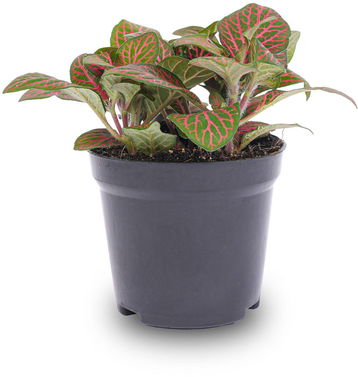 Fittonia red - Koop Online | Florazo