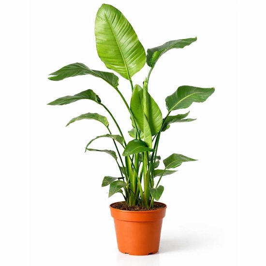 Strelitzia Nicolai - 140 - 160cm Hoog - Paradijsvogelplant - Luchtzuiverend - Pot 24cm