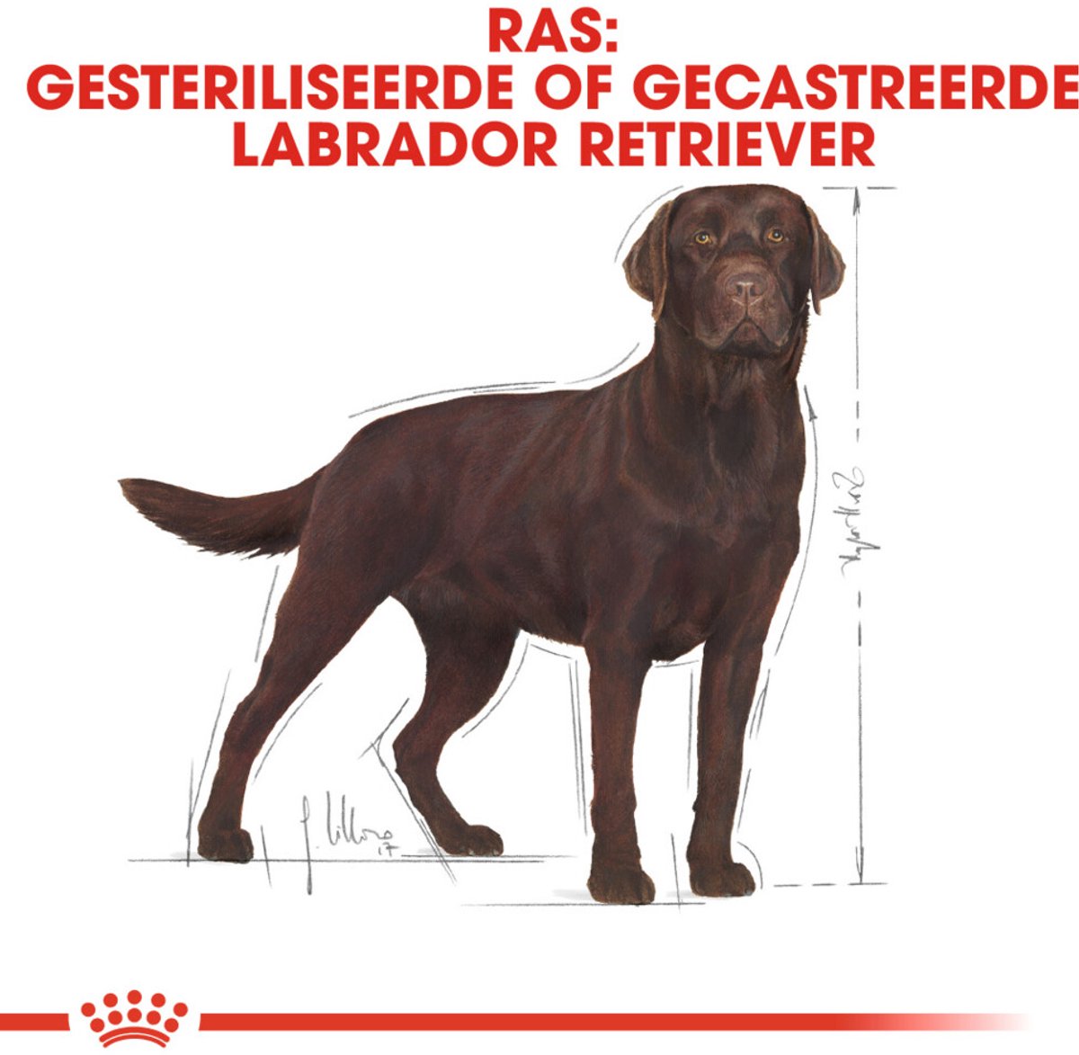 Royal Canin Bhn Labrador Retriever Sterilised Adult thumbnail 3