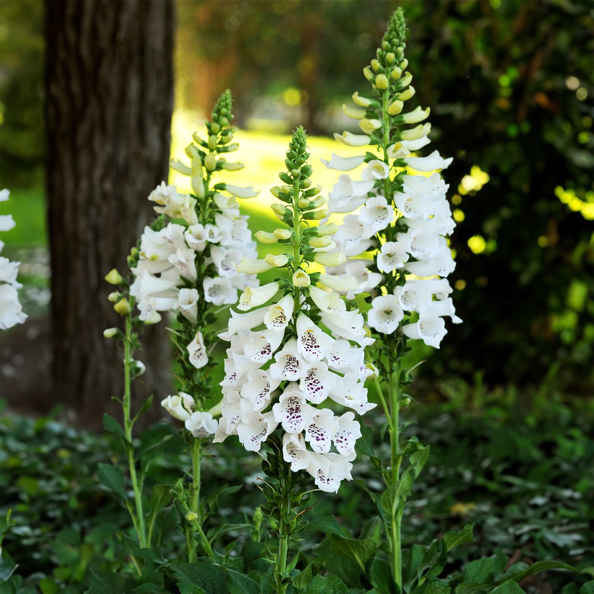 Bloomique - Set van 6 - Digitalis Purp. Dalmatian White - Vingerhoedskruid - Rijkbloeiend - Winterhard - Vaste plant - 10-20 cm hoog - Pot 9 cm