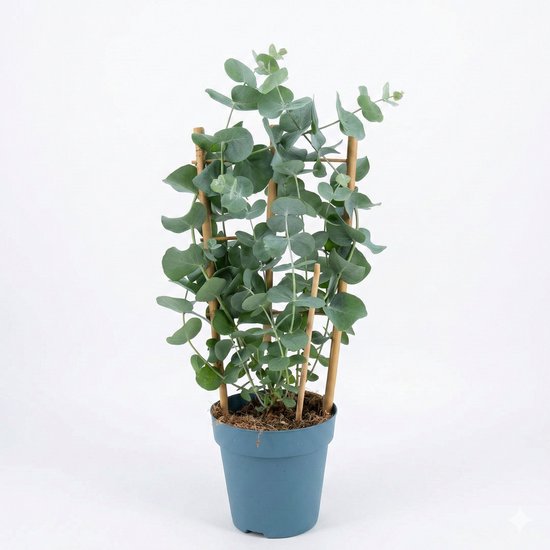 Eucalyptus cinerea | zilvereucalyptus | 40 cm hoog | in 12 cm pot | wintergroene blikvanger